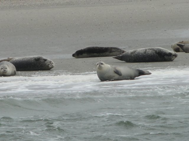 HWK Texel 217.jpg